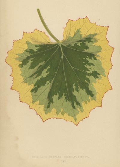 Tussilago Farfara Foliis-Variegata by English School
